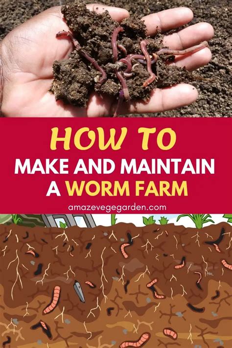 How To Make And Maintain A Worm Farm In Garden Amaze Vege Garden