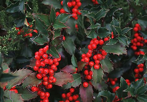 Holly is a beautiful girl. Deck Your Landscape with Boughs of Holly | Tomlinson Bomberger