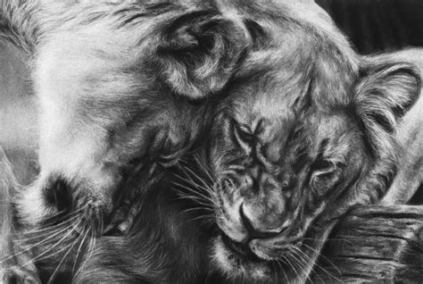 Realistic Drawings Of Animals