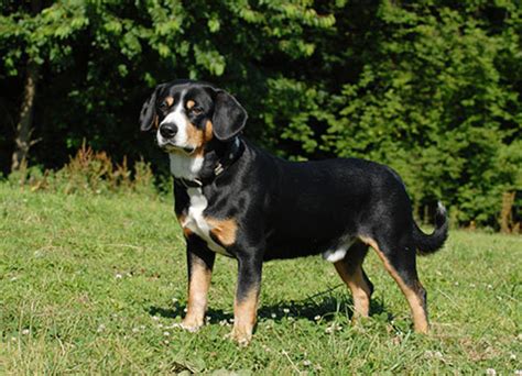 Entlebucher Mountain Dog Dog Breed Facts And Advice