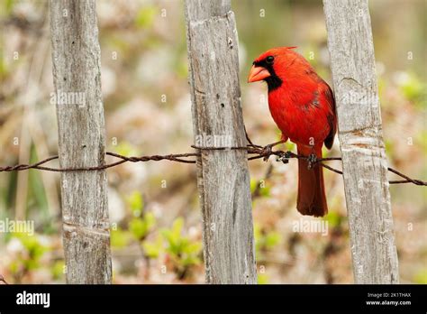 Male Northern Cardinal Stock Photo Alamy