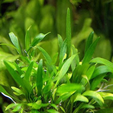 Аквариумные растения укореняющиеся в грунте. Cryptocoryne Parva Aquarium Plant - Discus.com