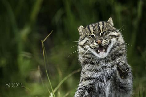 Fishing Cat By Colin Langford On 500px Cats Wild Cat Species Small