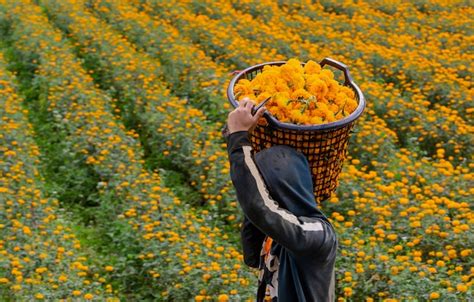 Premium Photo Farmers Are Harvesting Marigold Flowers In The Morning