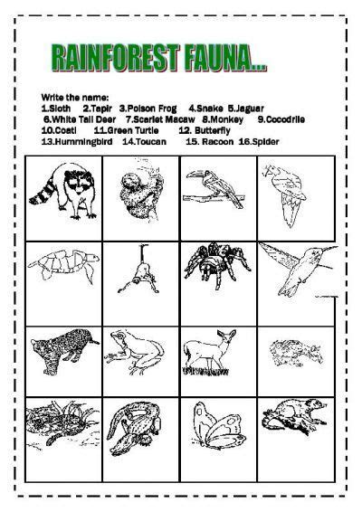 Animals In The Rainforest Worksheets 99worksheets