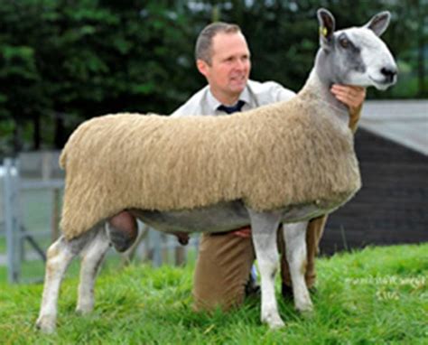 Vielleicht haben sie auch bluefaced leicester schafe im vereinigten königreich oder den usa gesehen und sich gefragt, ob man diese rasse nicht auch in deutschland halten kann. Stock Rams | Pedigree Bluefaced Leicester Sheep