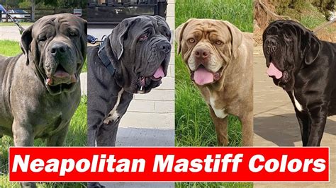 Types Of Neapolitan Mastiff Color Varieties Mastiff Colors 2022