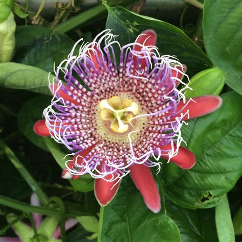Passiflora Alata Winged Stem Passion Flower In Gardentags Plant