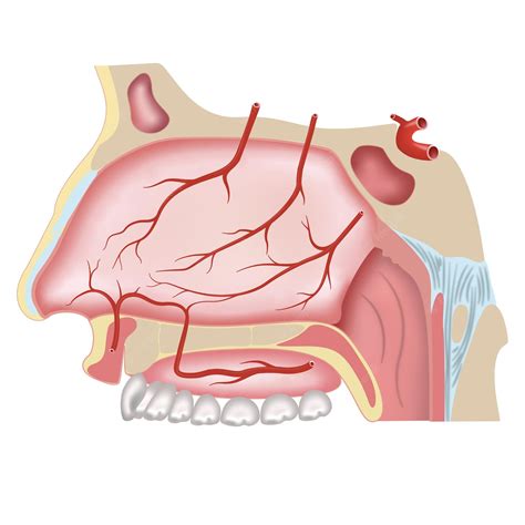 Anatomia Da Cavidade Nasal