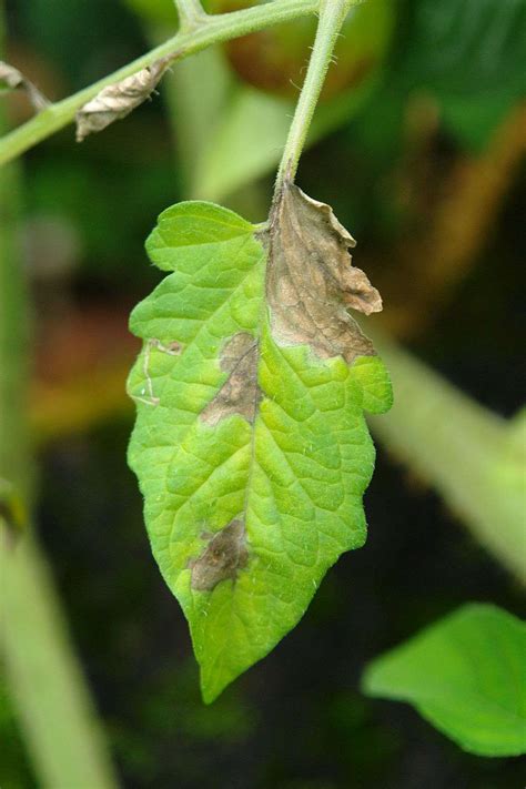 Brown Spots On Tomato Leaves