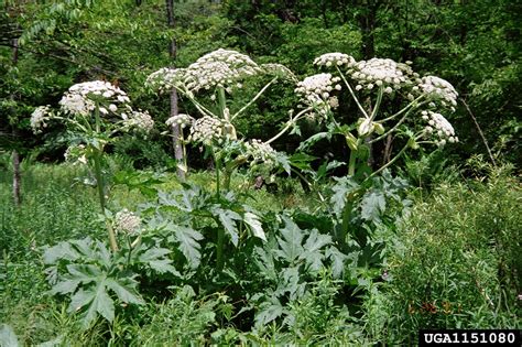 Giant Hogweed Is Present In Nc But Rare Nc State Extension