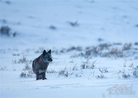 Gray Wolf Yellowstone Np Wy Art In Nature Photography