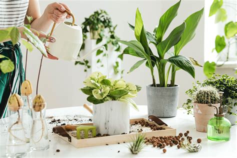 Helpful Checklist of Must-Have Indoor Gardening Supplies