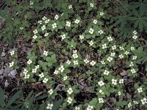 Cornus canadensis (Bunchberry dogwood) --- Following named five species ...