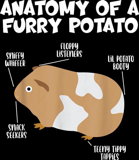 Funny And Cute Anatomy Of A Furry Potato Soft Guinea Pigs T Digital Art