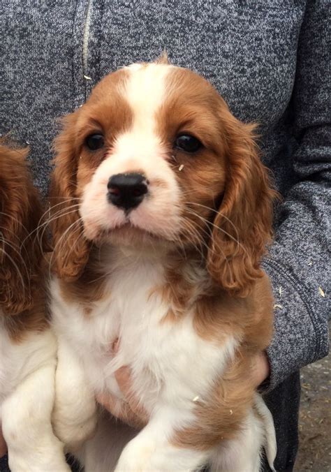 Join millions of people using oodle to find puppies for adoption, dog and puppy listings, and other pets adoption. Cavalier king charles puppies for sale | Llandeilo ...