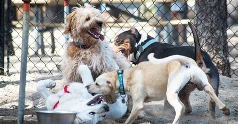 Dog Park Drama Roils Superrich Residents Of Chevy Chase