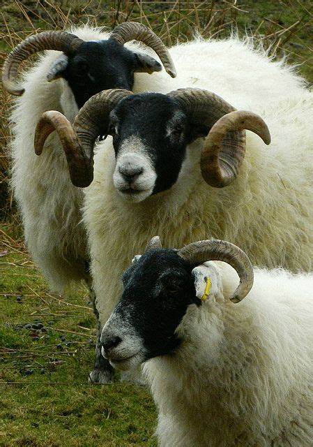 Keep Your Friends Close And Your Lovers Closer Sheep Breeds Scottish Blackface Sheep