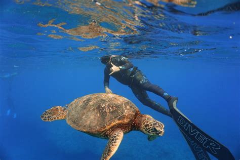 Diver At Surface With Turtle Island Divers Hawaii