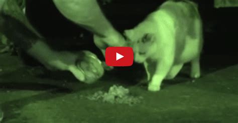 How To Feed 100 Feral Cats We Love Cats And Kittens