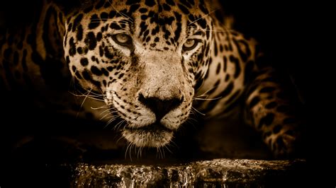 Download 1366x768 Wallpaper Jaguar Wildlife Predator Muzzle 4k