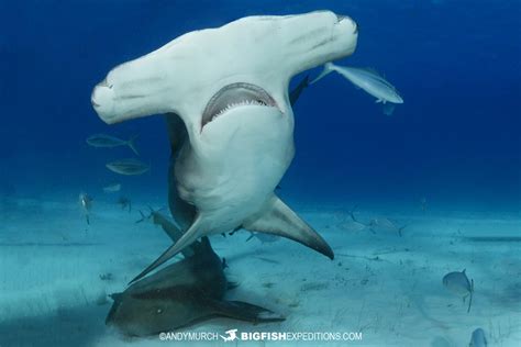 Great Hammerhead Shark Diving Safari 2023