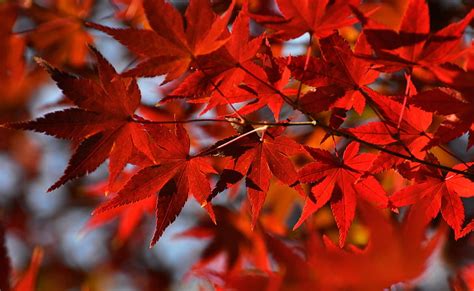 Hd Wallpaper Red Japanese Maple Leaves Red Maple Leaf Seasons