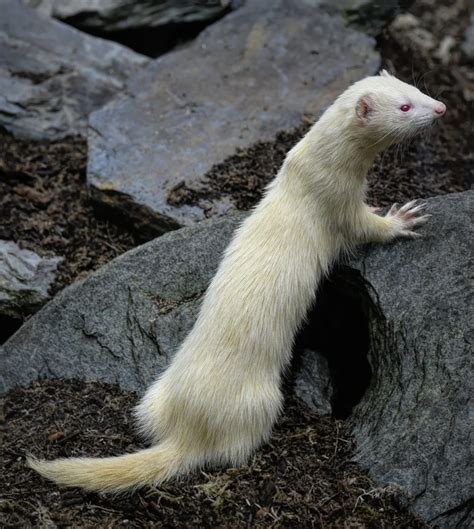 Weasels Vs Ferrets The 9 Key Differences Among Them