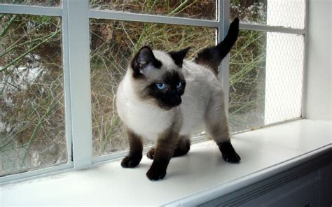 Wallpaper Id 1119308 Point 2k Siamese Cat Black Beautiful Fur