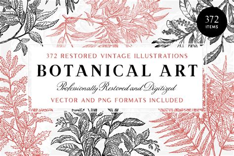 372 Vintage Botanical Illustrations Tom Chalky
