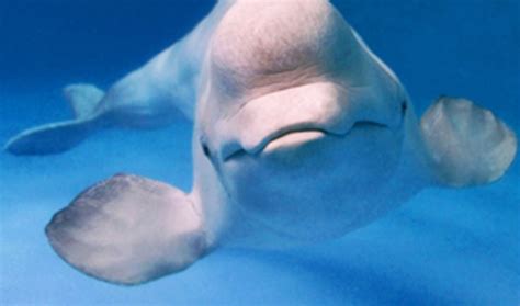 The Beluga Whale That Mimicked Humans The World From Prx