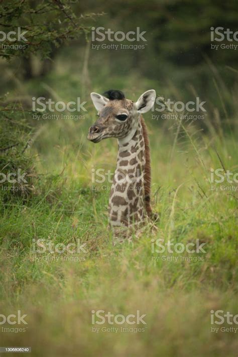 Baby Masai Giraffe Lies In Tall Grass Stock Photo Download Image Now