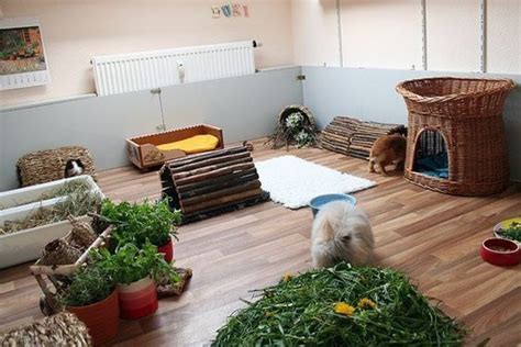 How To Design A Rabbit Play Area These Ideas Will Inspire You Pet