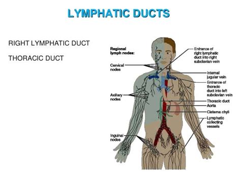 😍 Right Lymphatic Duct What Is The Right Lymphatic Duct With
