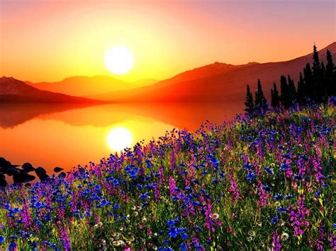 Sunset Mountain Meadow With Flowers Pine Trees Mountains Sky