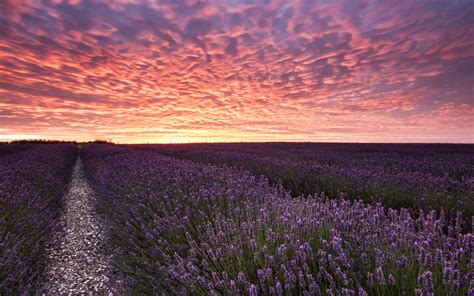 992401 Field Nature Lavender Sunset Rare Gallery Hd Wallpapers