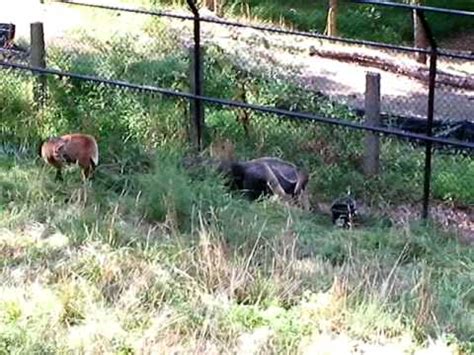 Posted on 17.04.201917.04.2019 by aliha a. Maned Wolf Meets Giant Anteater - YouTube