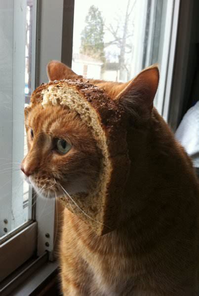 15 Hilarious In Bread Cats
