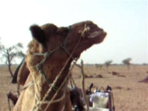 I'm not a photographer, but i can picture me and. A camel's pick-up line - YouTube