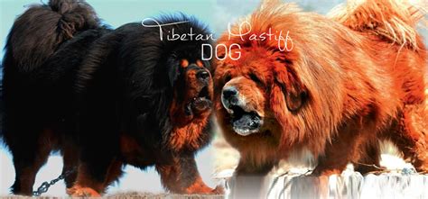 7 Dogs Like The Tibetan Mastiff Pethelpful