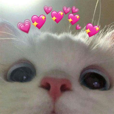 A Close Up Of A Cats Face With Hearts Above It And The Caption That