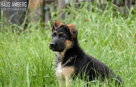 While a family pet breeder is going to focus on calm, even puppies whom don't show. SOLD: Direct Import Puppies From Germany - German Shepherd ...
