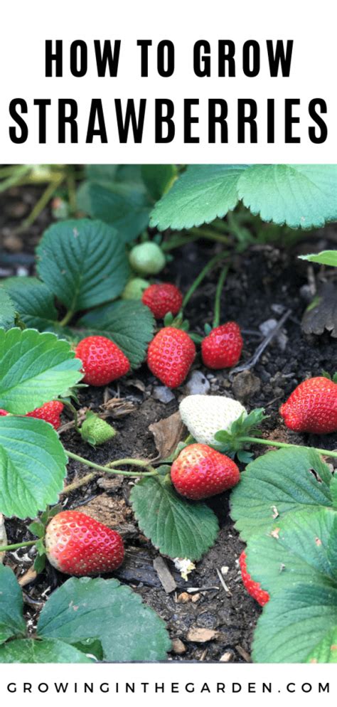 How To Grow Strawberries Growing In The Garden