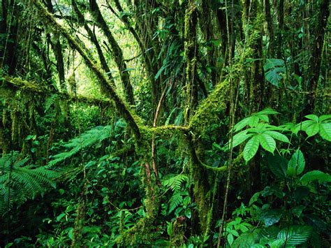 Costa Ricas Tropical Rainforest December 2012