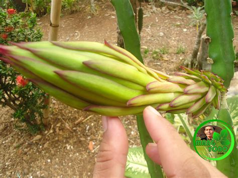 Gambar 10 gambar sketsa apel simple mudah dp bbm buah jeruk di rebanas rebanas source: +178 Gambar Sketsa Pohon Mangga Berbuah | Gudangsket