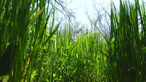 Same quality as bluray, but ripped earlier from a streaming service. Tall grass growing in Spring - Free Stock Video - Mixkit