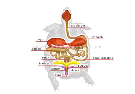 ANIMAL KINGDOM :: REPTILES :: TURTLE :: ANATOMY OF A TURTLE image