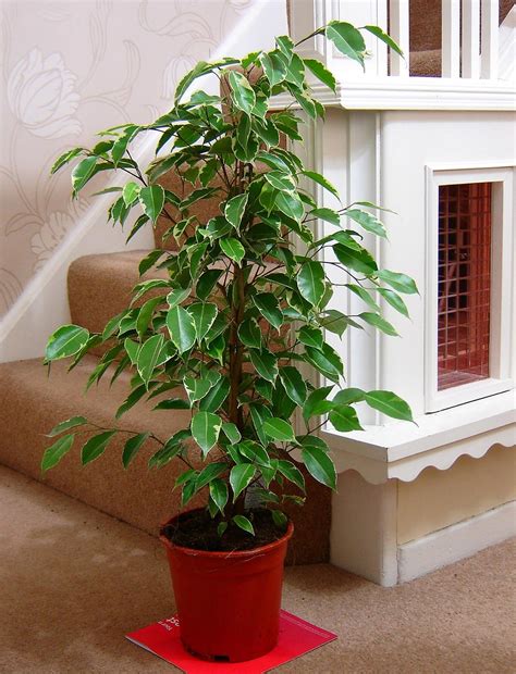 Easyplants Traditional Evergreen Indoor Plant Garden Tree Pot House