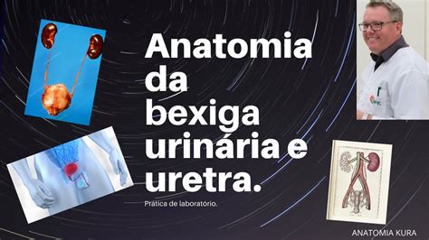 Anatomia Da Bexiga Urin Ria E Uretra Pr Tica De Laborat Rio Youtube