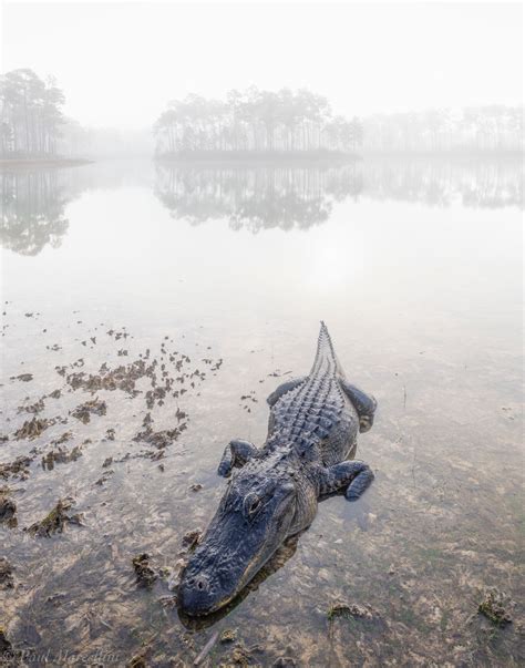 Foggy Gator Everglades National Park Florida Florida Landscape